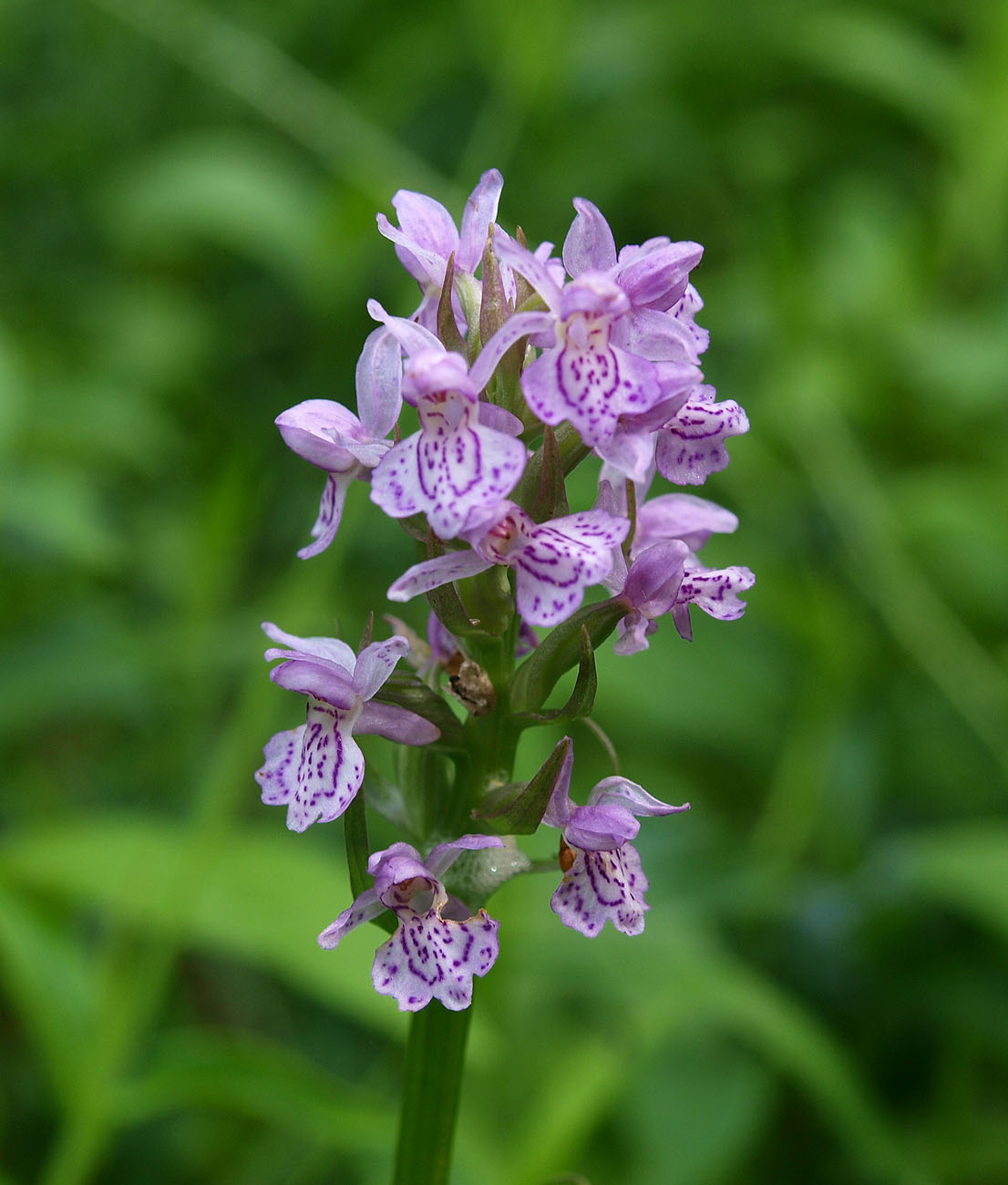 Изображение особи Dactylorhiza baltica.