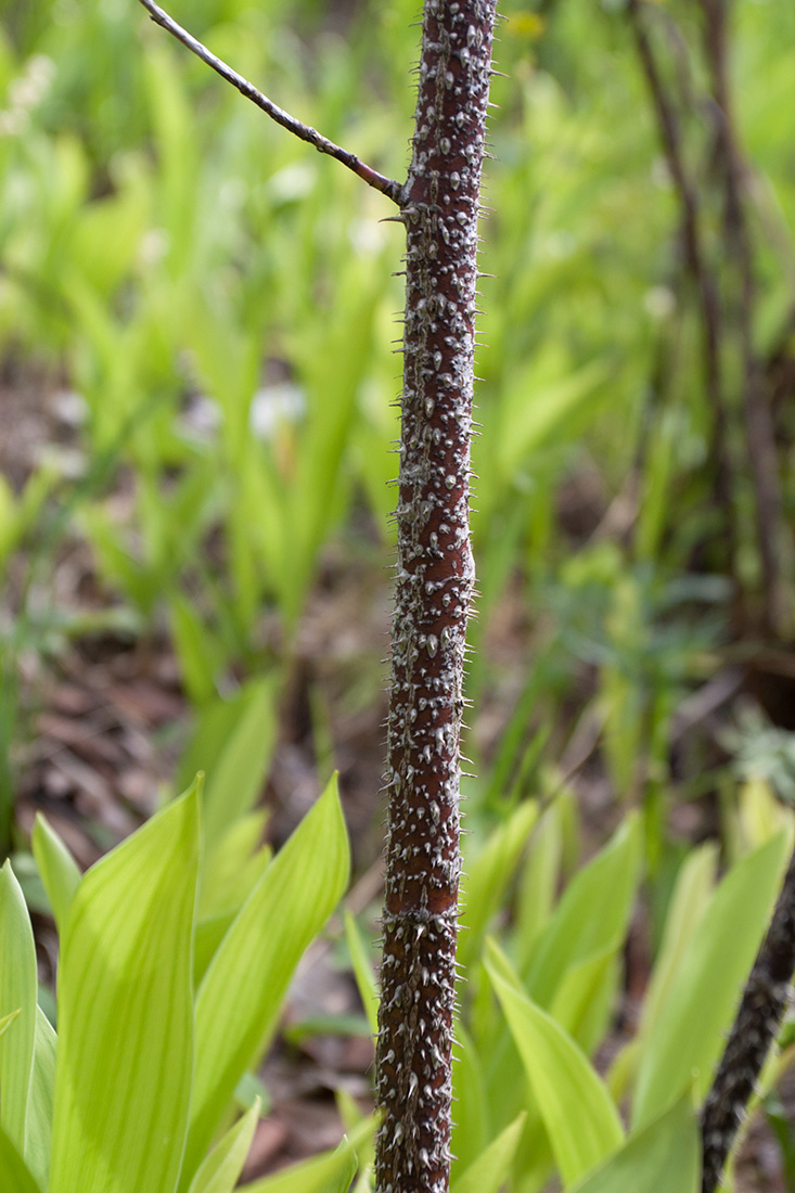 Image of Rosa cinnamomea specimen.