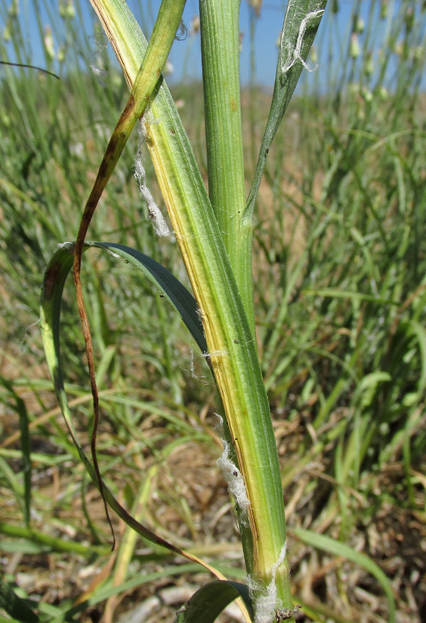 Image of Scorzonera biebersteinii specimen.