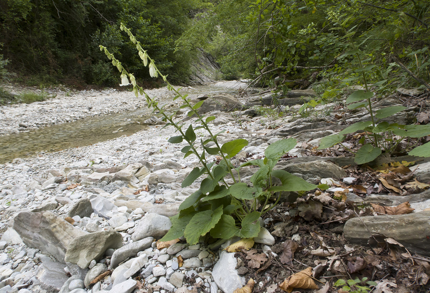 Image of Campanula alliariifolia specimen.