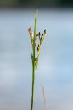 Juncus compressus. Соцветие с бутонами. Псковская обл., Псковский р-н, окр. погоста Выбуты, берег р. Великая, известняковое обнажение. 26.06.2018.