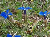 Gentiana angulosa