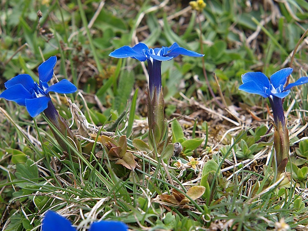 Image of Gentiana angulosa specimen.