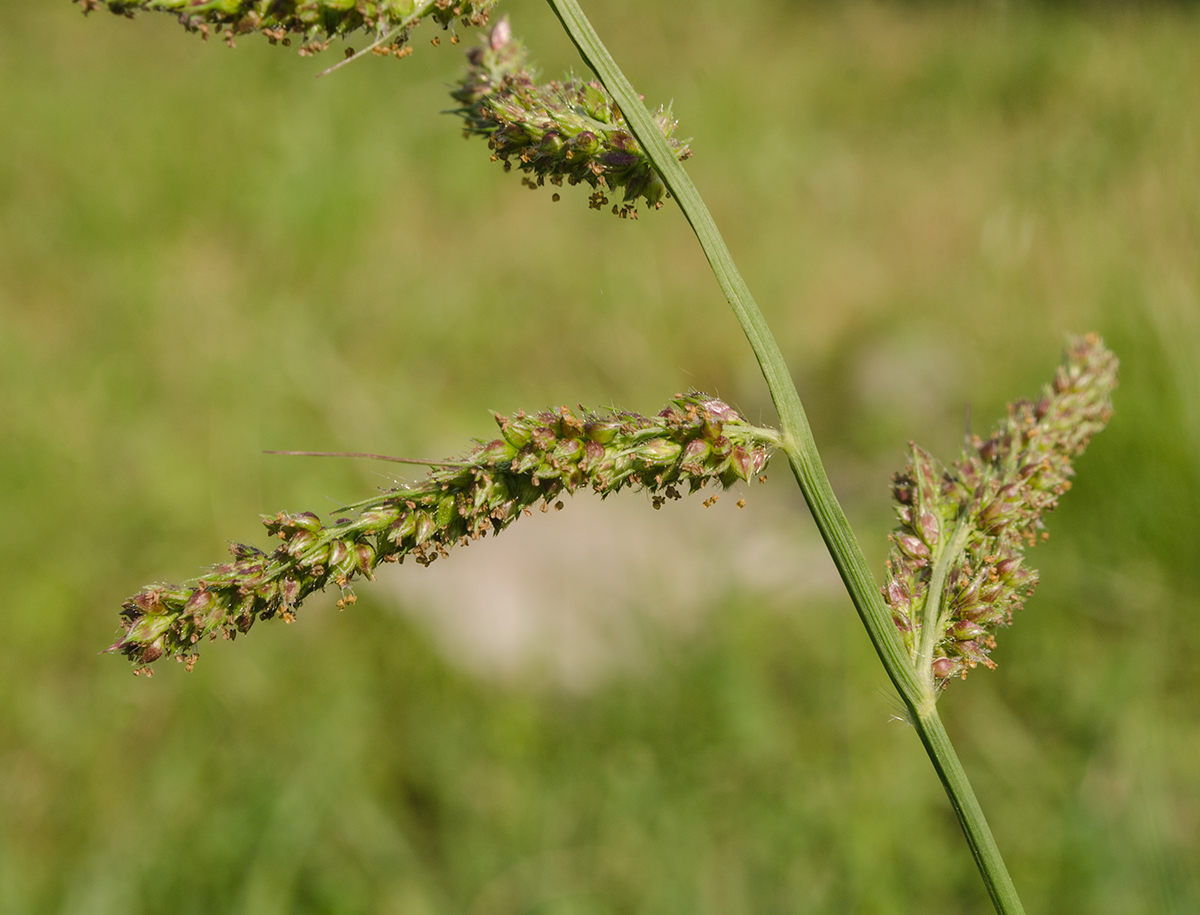 Изображение особи Echinochloa crus-galli.