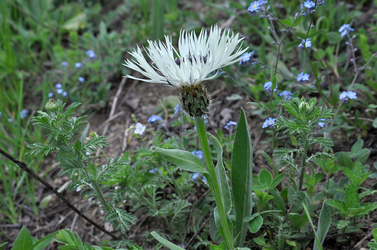 Image of Centaurea cheiranthifolia specimen.