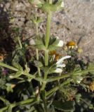 Salvia argentea