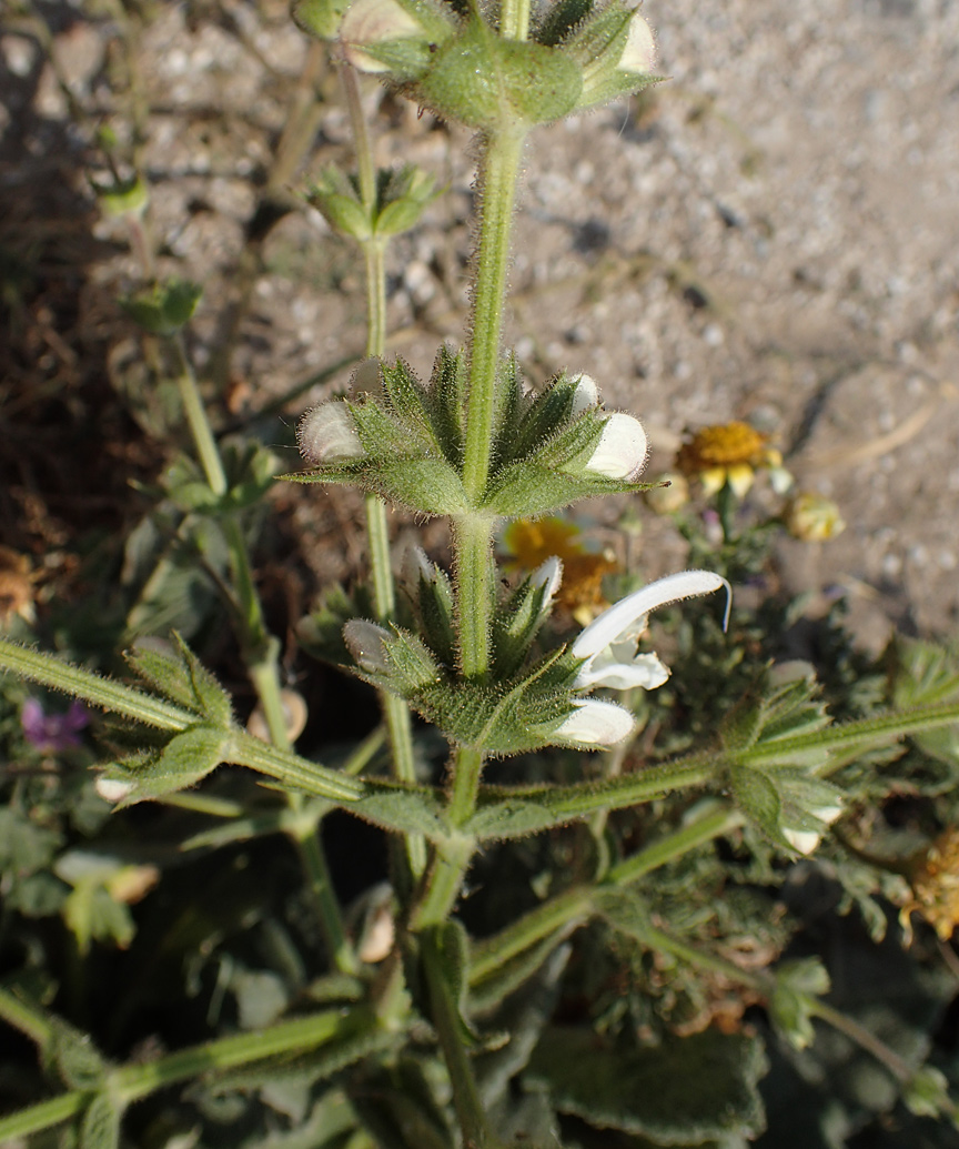 Изображение особи Salvia argentea.