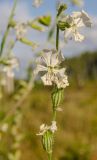 Silene dichotoma