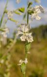 Silene dichotoma. Часть соцветия. Башкортостан, Учалинский р-н, Ильчигуловский сельсовет, окр. дер. Мулдашево, луг. 6 сентября 2018 г.