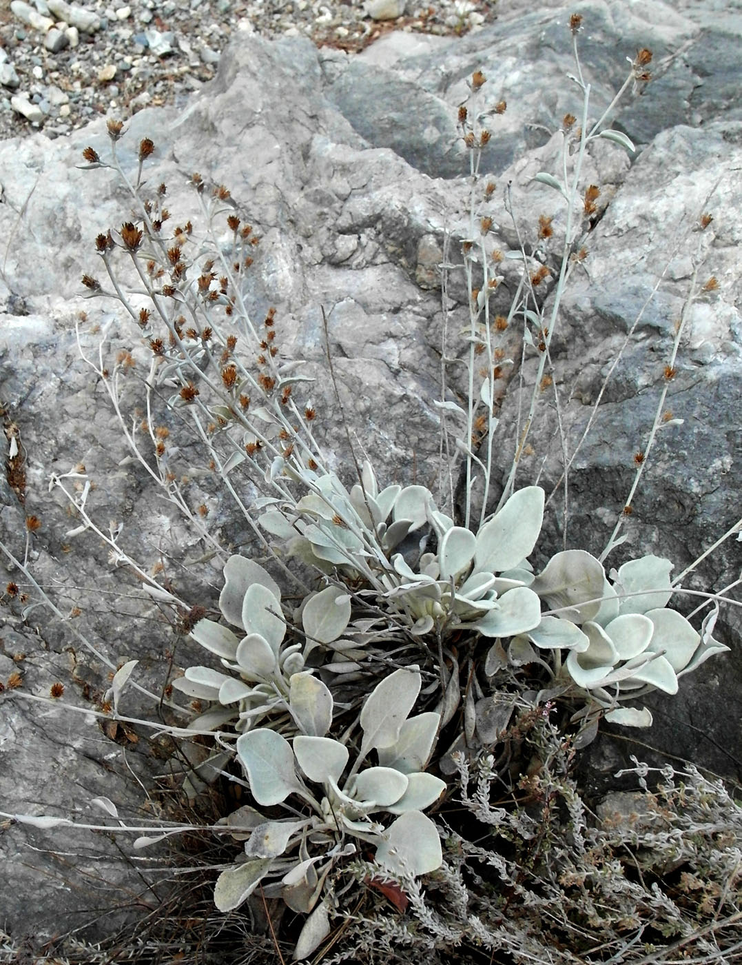 Image of Inula heterolepis specimen.