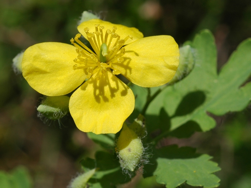 Image of Chelidonium majus specimen.