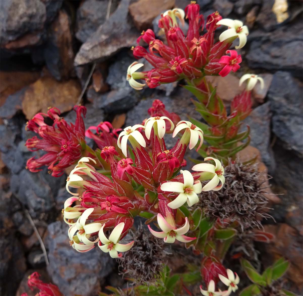 Image of Crassula fascicularis specimen.