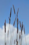 Hordeum turkestanicum. Верхушки побегов с соцветиями. Таджикистан, Горно-Бадахшанская автономная обл., Мургабский р-н, окр. сельской общины (кишлака) Каракуль; Восточный Памир, денудационный шлейф западного макросклона Сарыкольского хребта, восточный берег оз. Каракуль; в поясе гидроморфных гемигалофитнозлаково-галофитноразнотравно-однолетнесолянковых солончаков, выс. 3930 м н.у.м. 16 августа 2018 г.