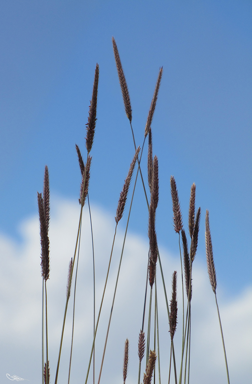 Изображение особи Hordeum turkestanicum.