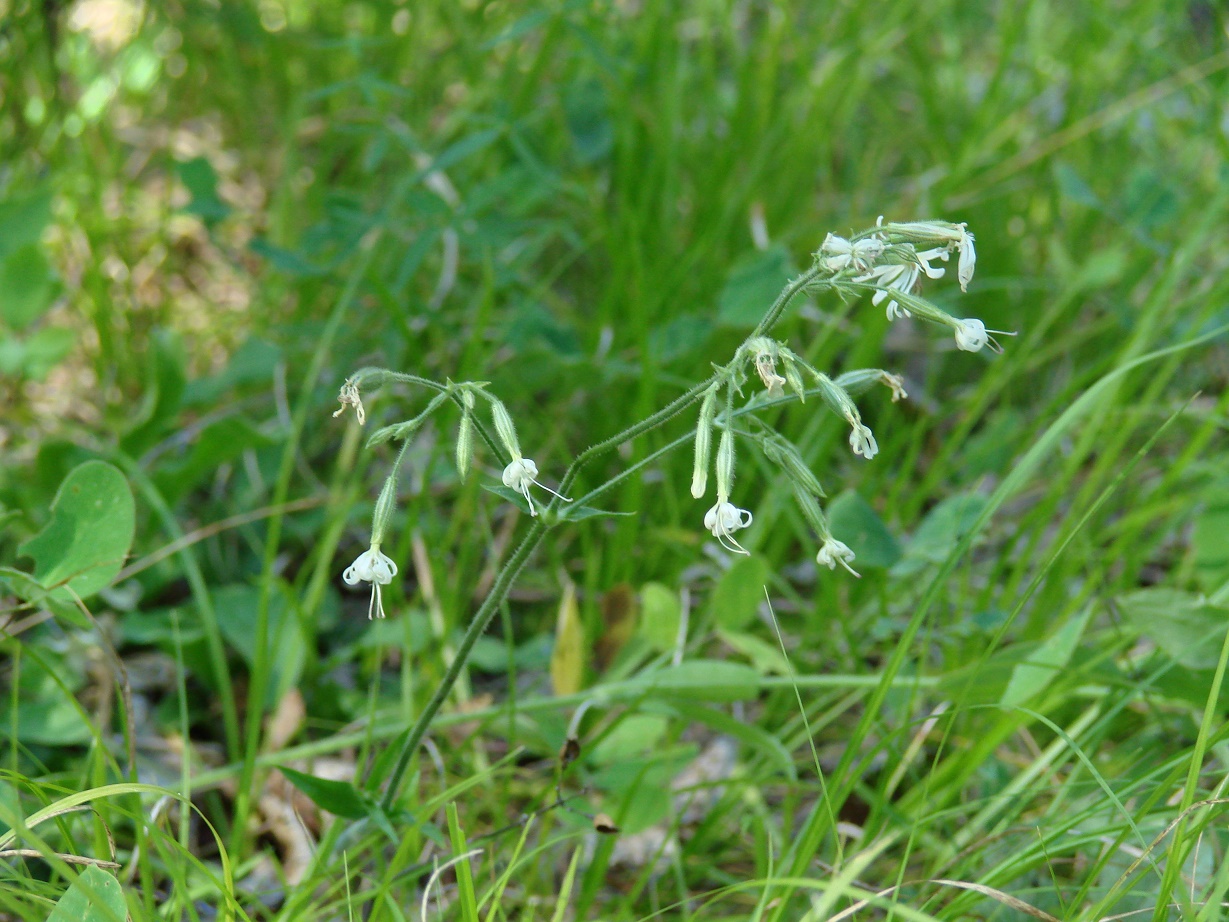 Image of Silene nutans specimen.