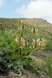 Astragalus megalomerus. Цветущее растение. Казахстан, хр. Сырдарьинский Каратау, пер. Куюк, каменистый склон. 26.04.2018.