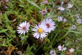 Symphyotrichum novi-belgii. Верхушка отцветающего растения. Московская обл., пос. Фрязево, пристанционный пустырь. 27.09.2014.