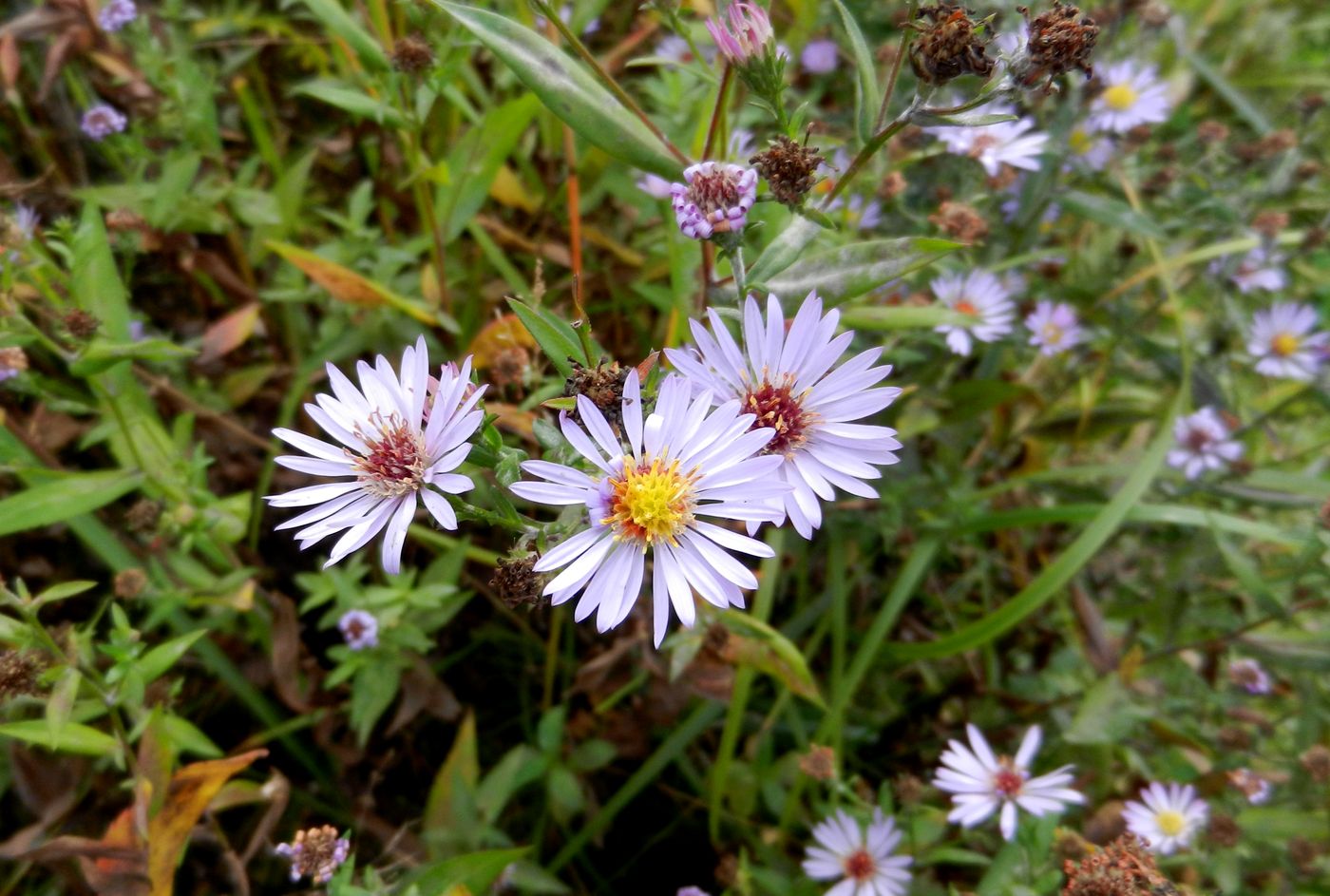 Изображение особи Symphyotrichum novi-belgii.