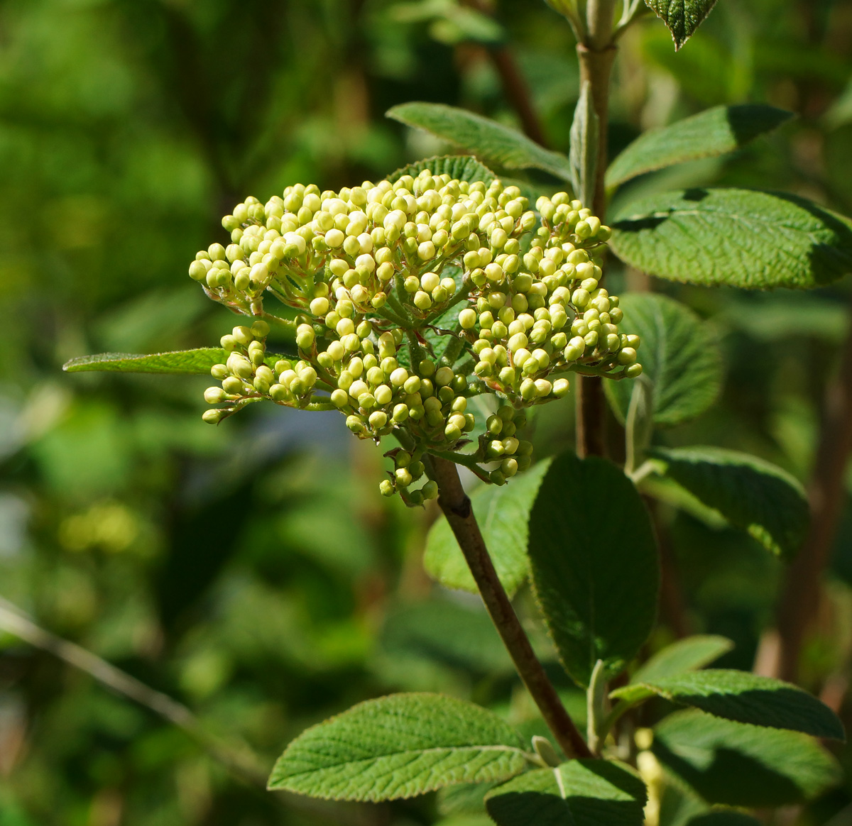 Image of Viburnum lantana specimen.