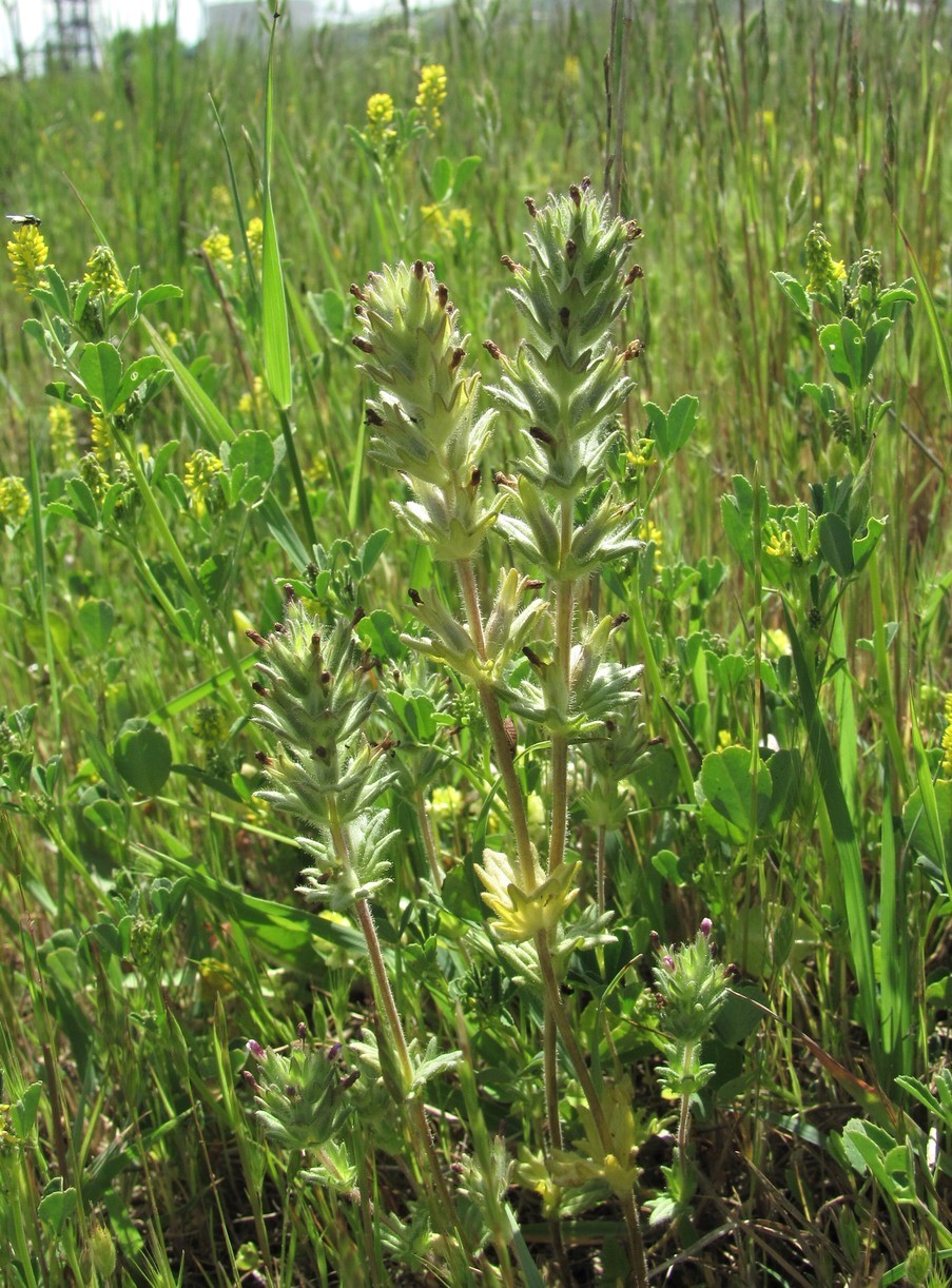Изображение особи Parentucellia latifolia.