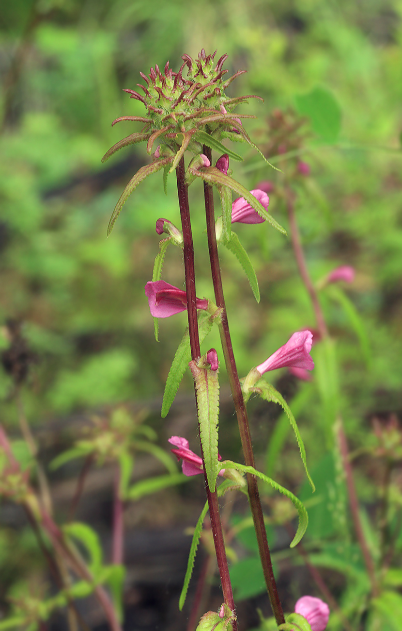 Изображение особи Pedicularis resupinata.