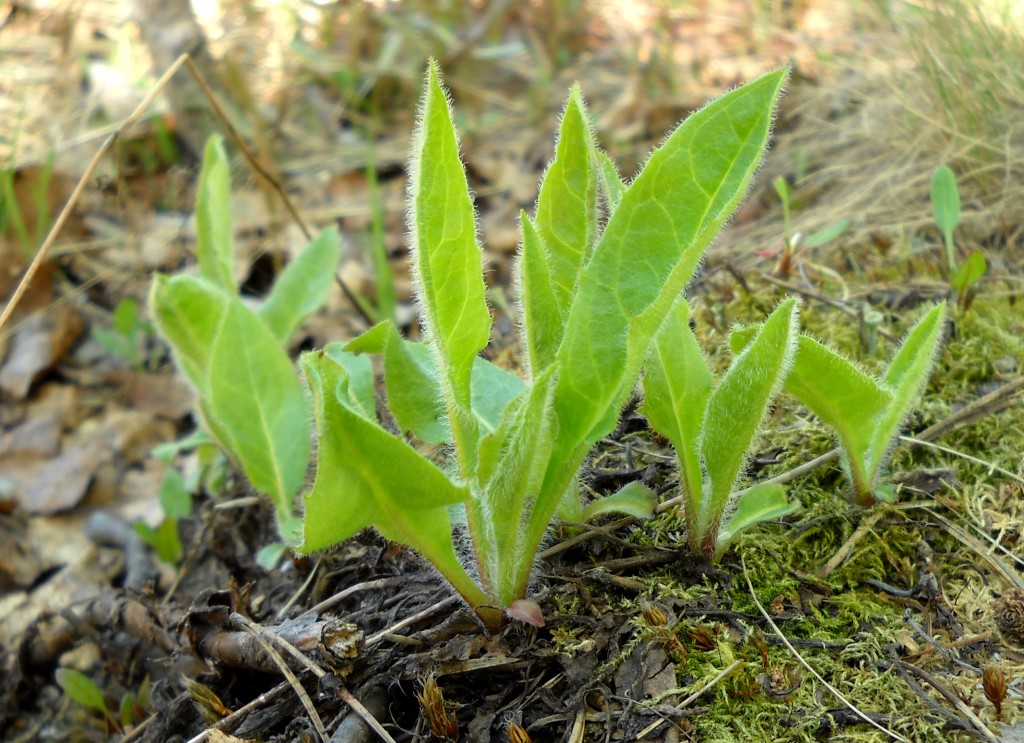 Image of genus Hieracium specimen.