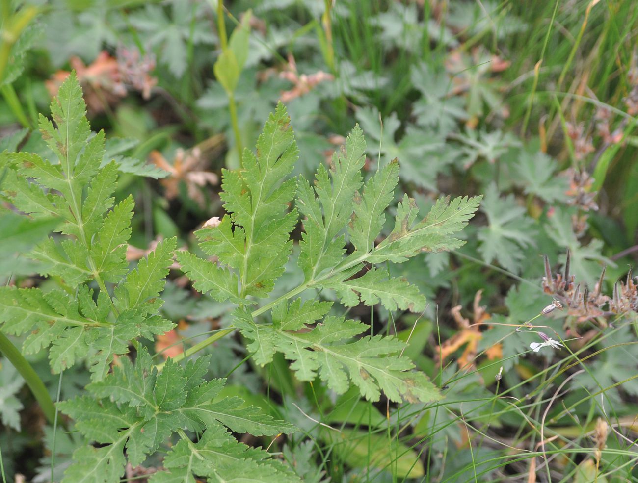 Image of familia Apiaceae specimen.