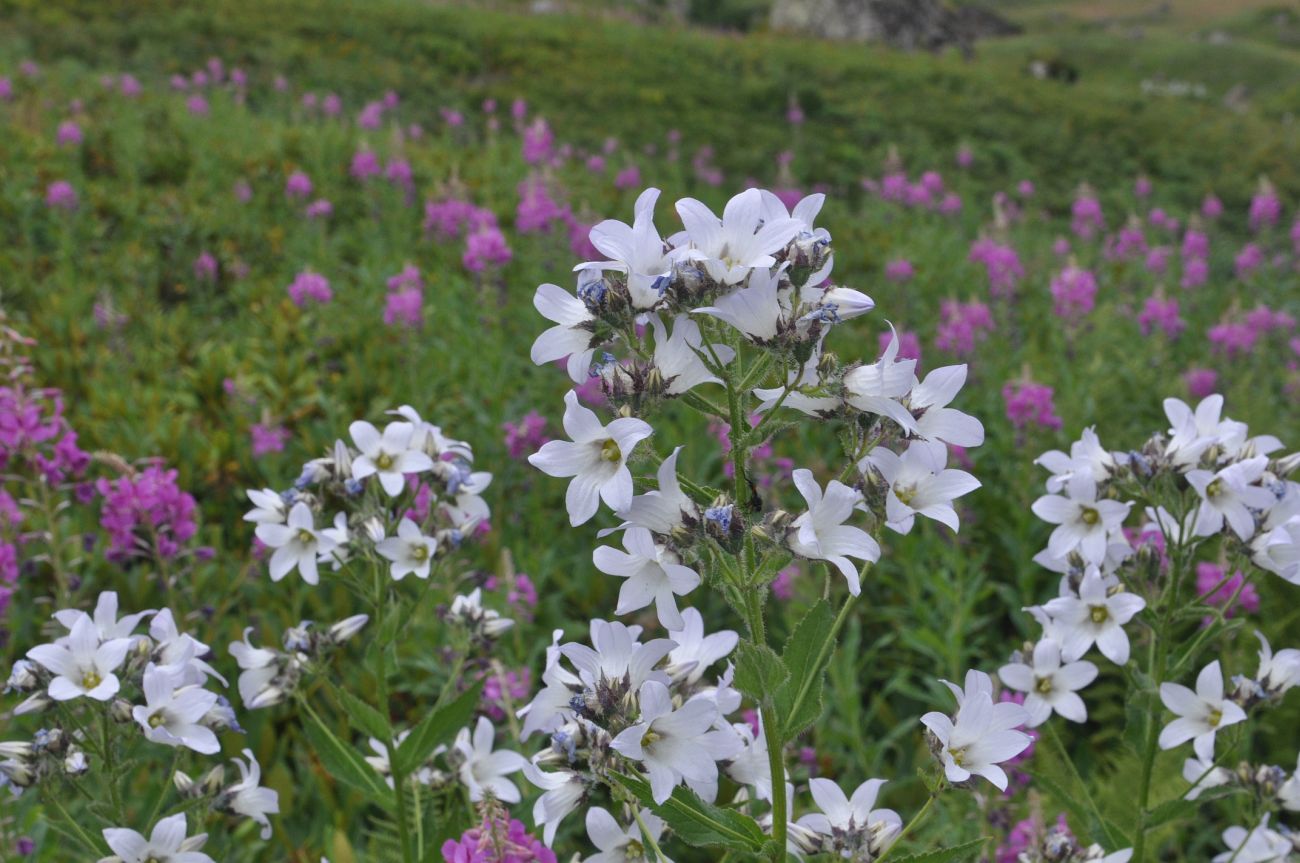 Image of Gadellia lactiflora specimen.