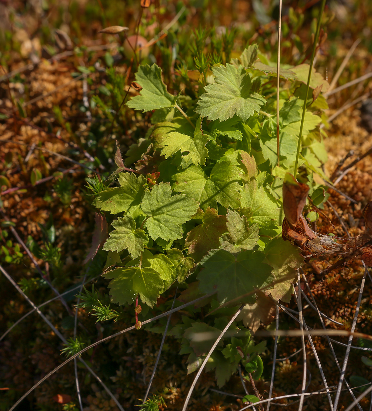 Изображение особи Ribes spicatum.