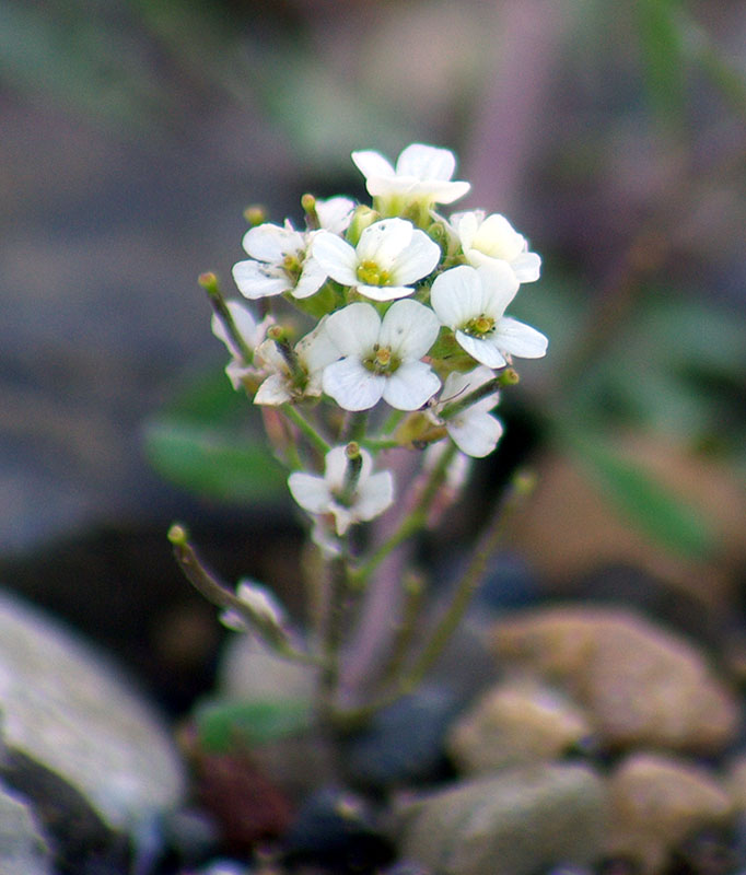 Изображение особи Braya humilis.