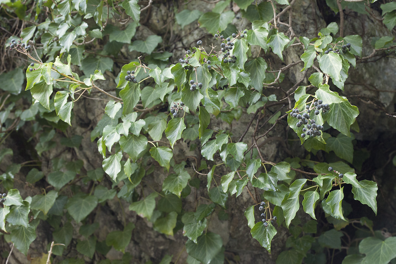 Image of Hedera colchica specimen.