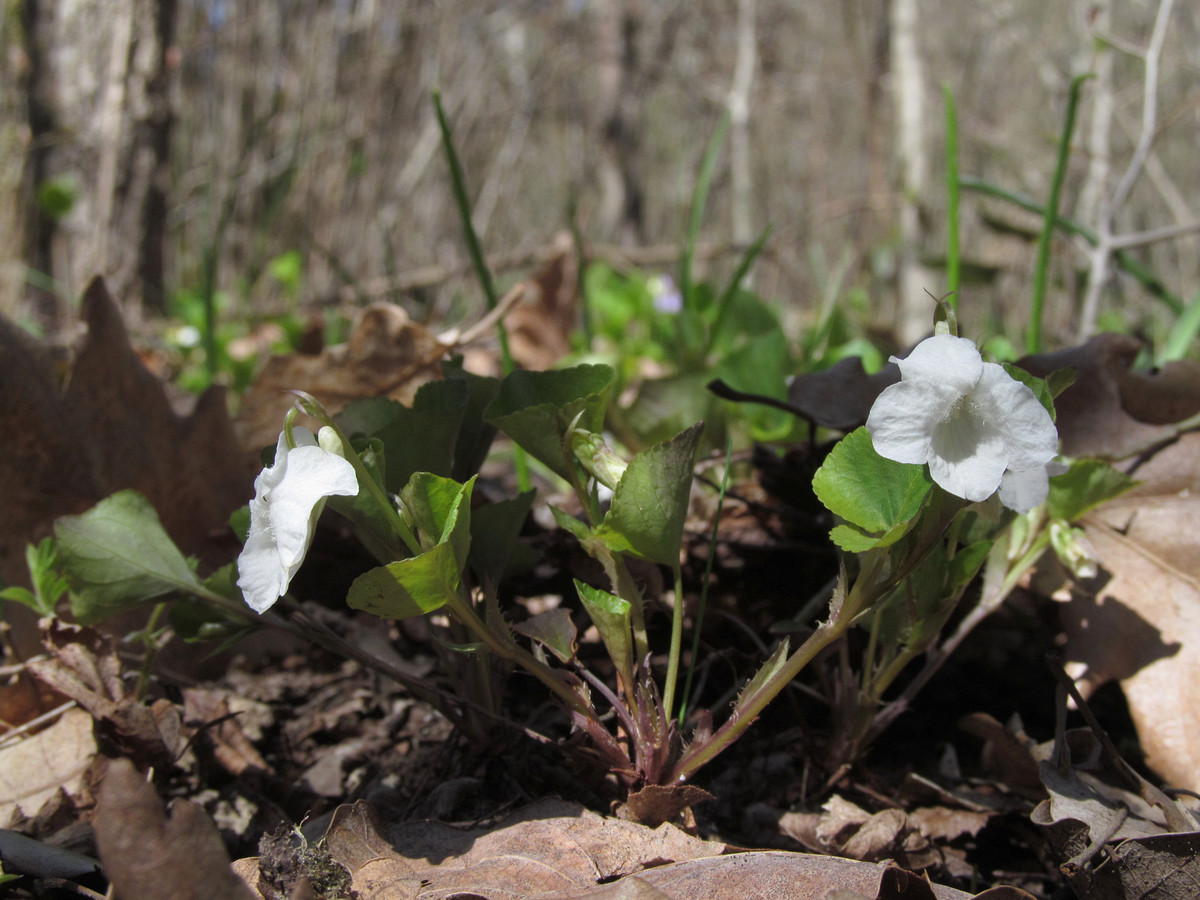 Image of Viola tanaitica specimen.