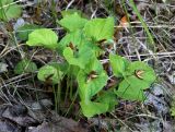 Viola mirabilis. Плодоносящее растение в широколиственном лесу. Республика Татарстан, Камско-Устьинский р-н, окр. с. Тенишево, долина р. Волга, обрывистый правый берег в р-не Юрьевских пещер. 05.08.2018.