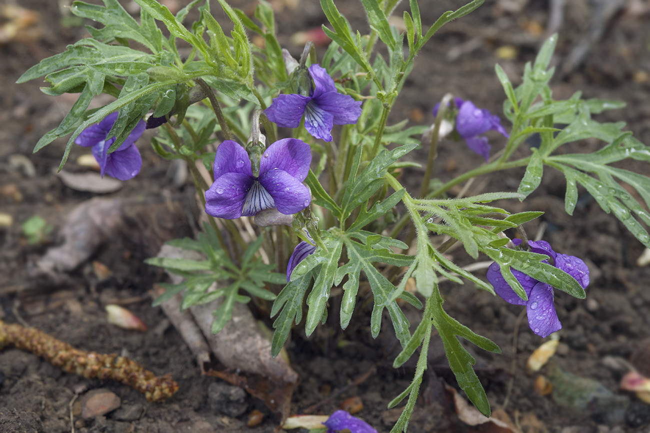 Изображение особи Viola dissecta.