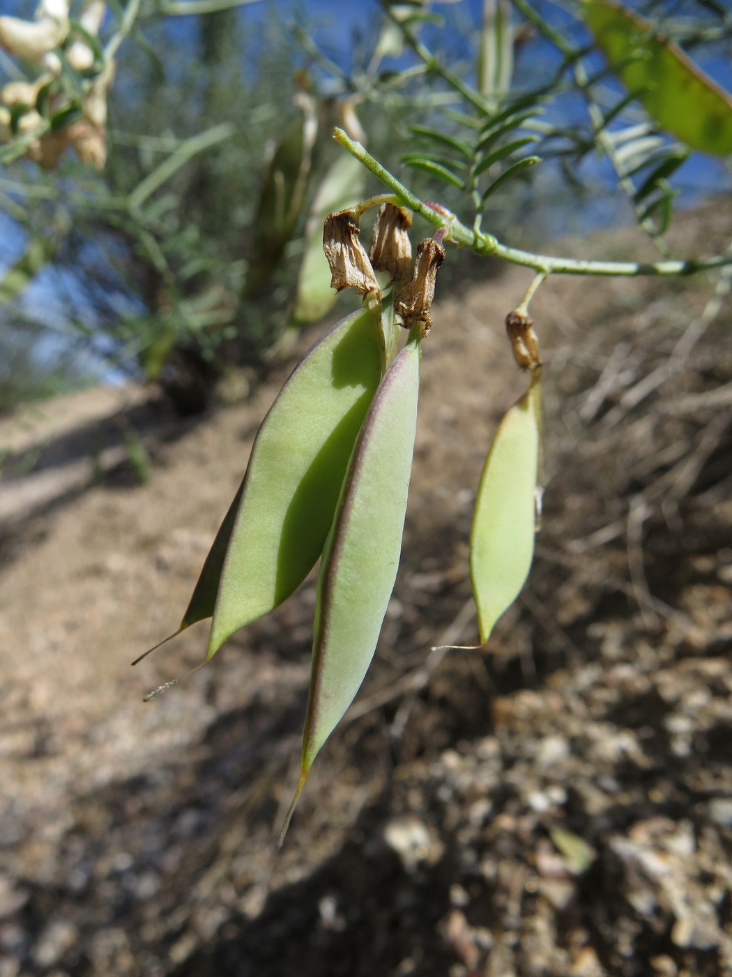 Image of Vicia costata specimen.