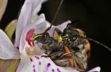 Dactylorhiza fuchsii. Пара жуков усачей на соцветии (с прикреплёнными к голове поллинариями). Республика Карелия, Лахденпохский р-н, окр. пос. Ихала, заболоченный берег лесного озера. 26.07.2017.