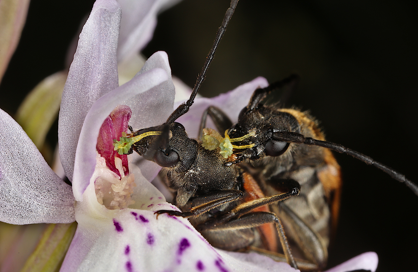 Image of Dactylorhiza fuchsii specimen.