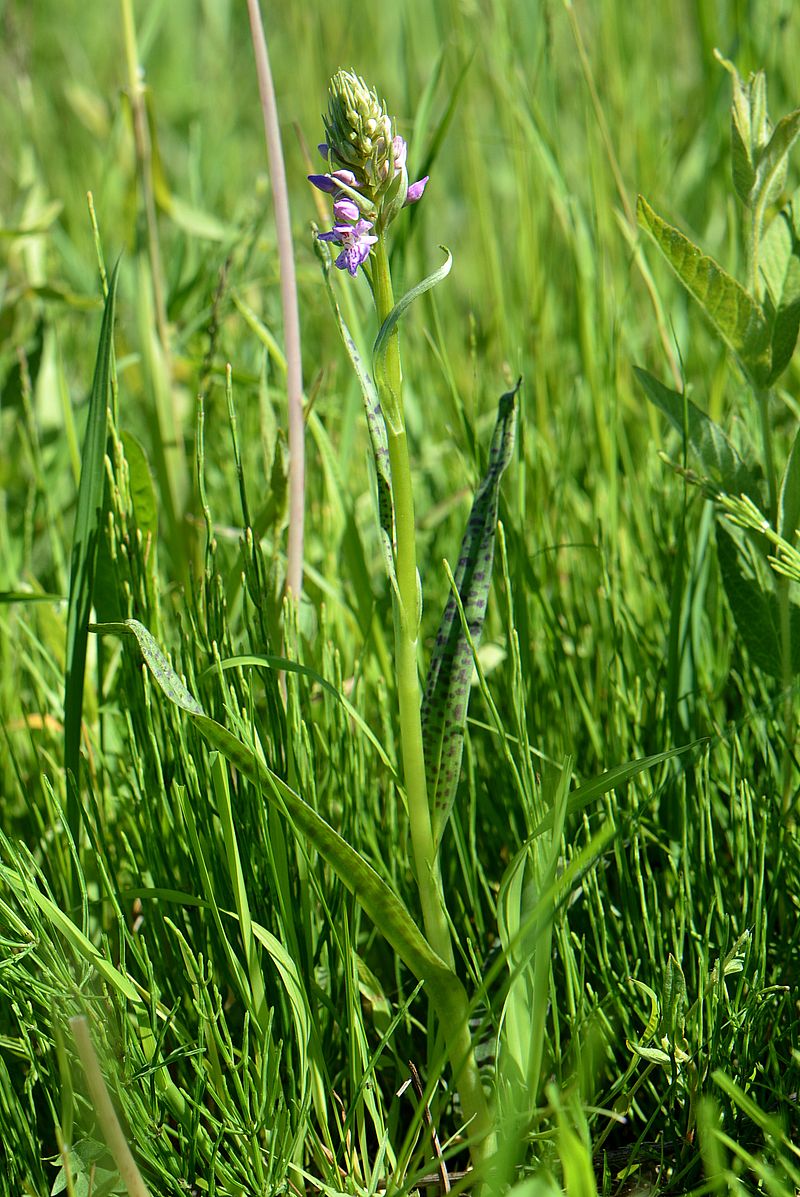 Изображение особи Dactylorhiza baltica.