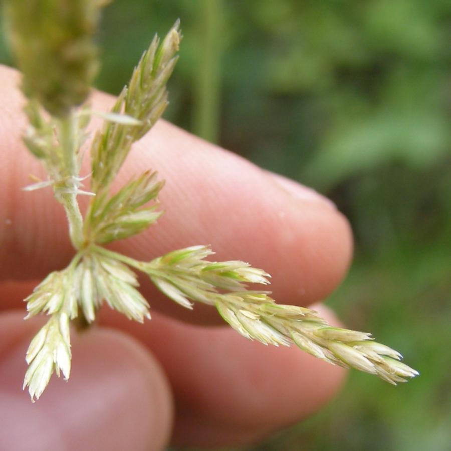 Изображение особи Koeleria glauca.