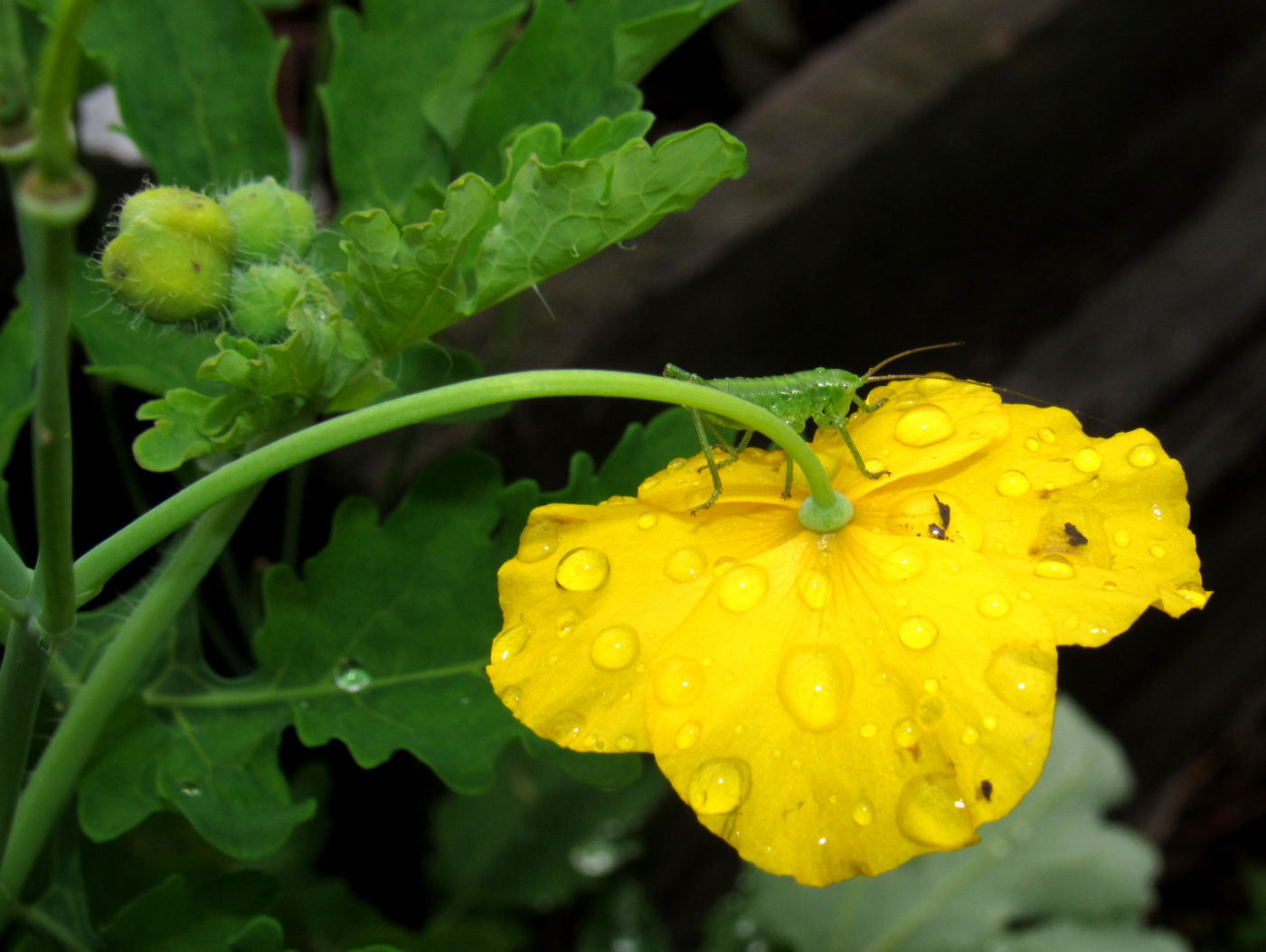 Изображение особи Chelidonium asiaticum.