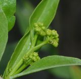 семейство Asteraceae. Бутонизирующее соцветие. Танзания, автономия Занзибар, о-в Унгуджа, Central South Region, курорт Kiwengwa, пустырь у торгового центра. 28.10.2018.