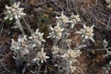 genus Leontopodium. Соцветия. Иркутская обл., Ольхонский р-н, окр. с. Сахюрта, Тутайский залив оз. Байкал, береговой склон, степь. 13.07.2019.