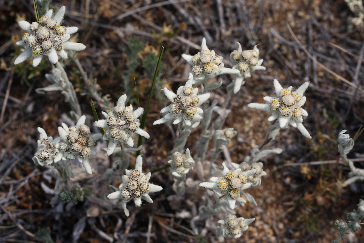 Image of genus Leontopodium specimen.