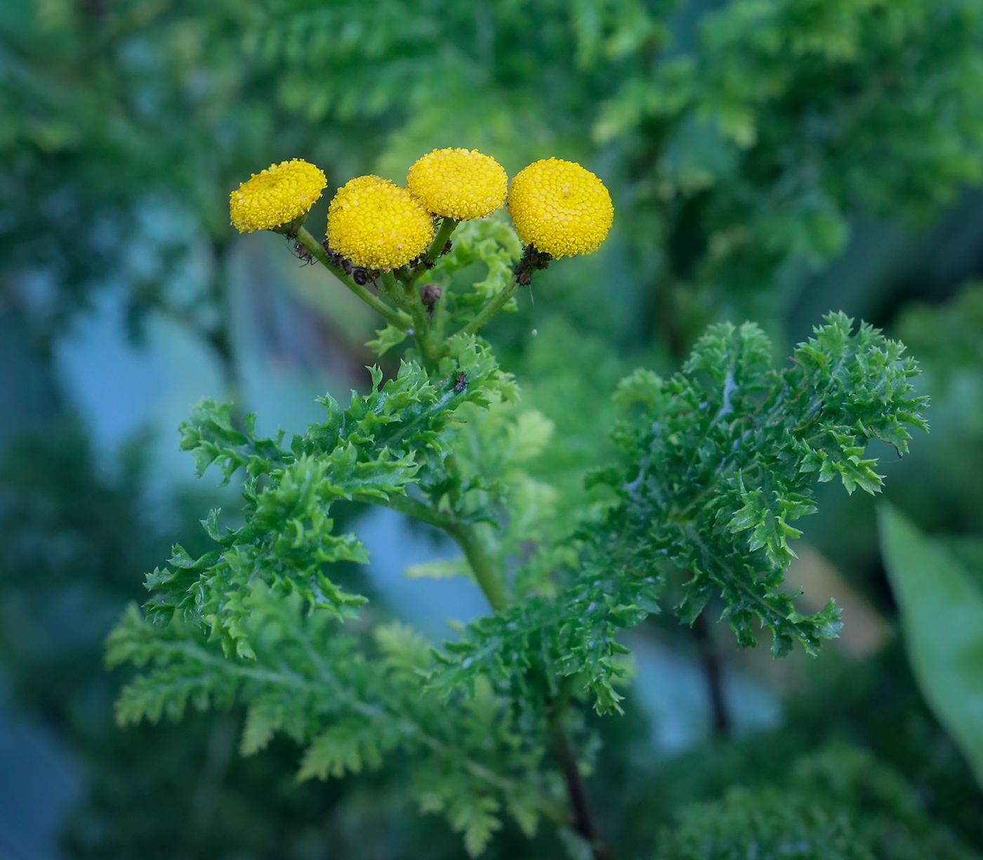 Изображение особи Tanacetum vulgare var. crispum.