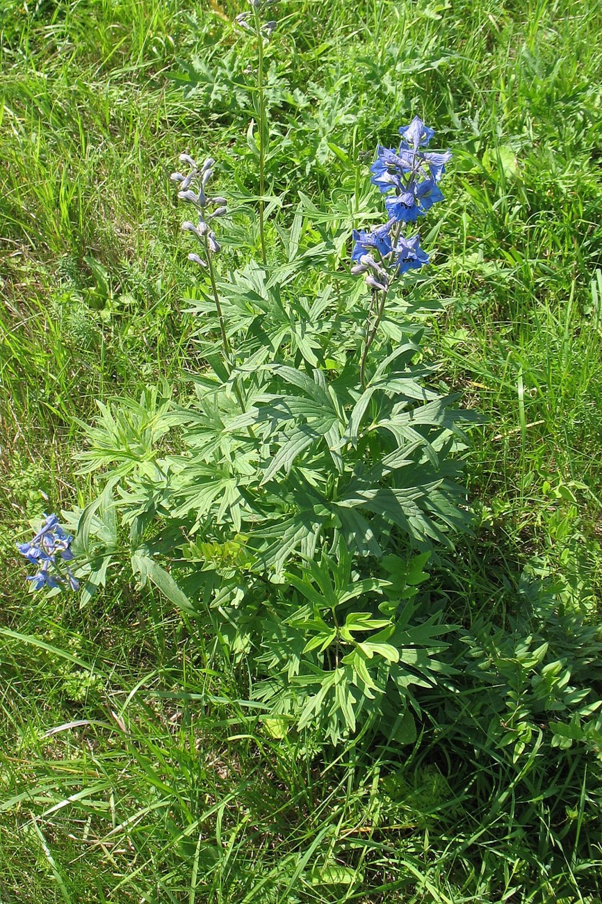 Image of Delphinium cuneatum specimen.