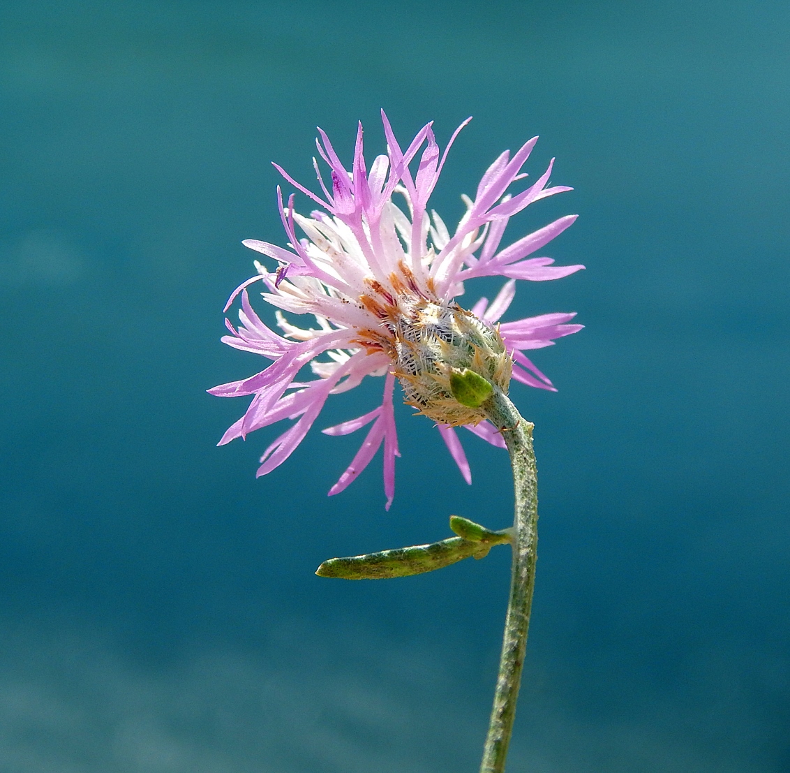 Image of Centaurea caprina specimen.