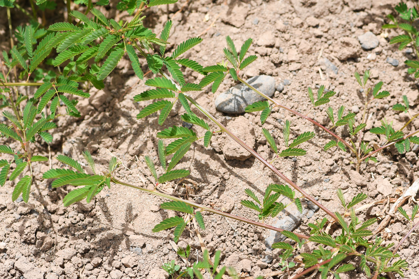 Изображение особи Desmanthus pernambucanus.