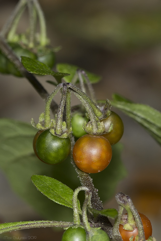 Изображение особи Solanum zelenetzkii.