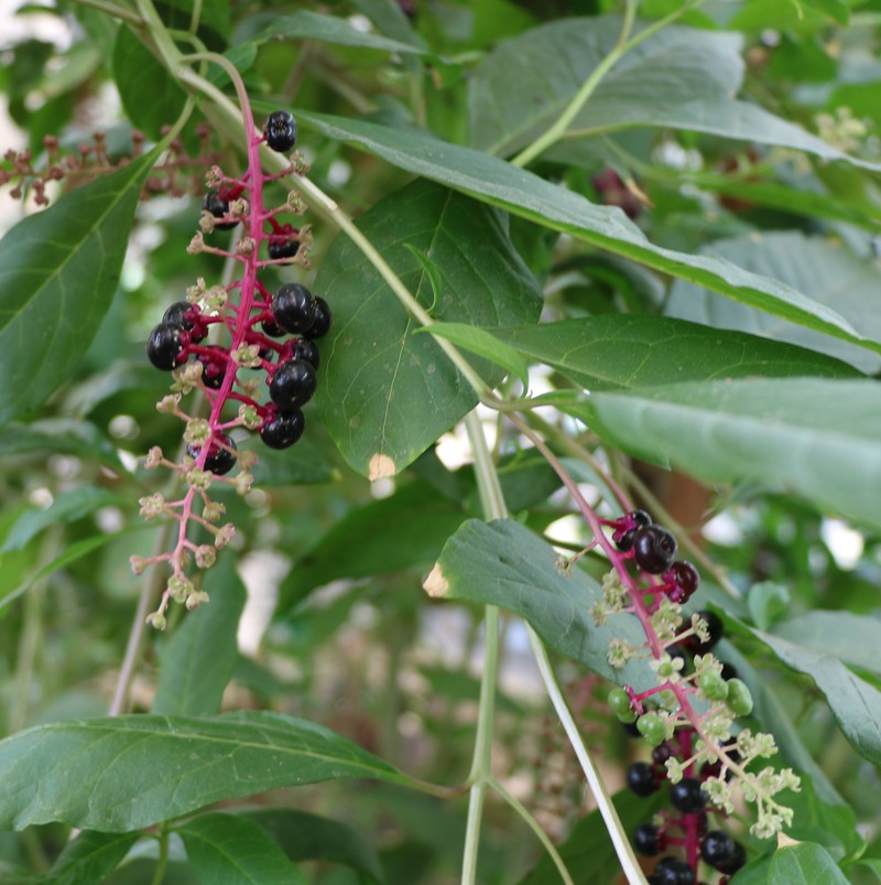 Изображение особи Phytolacca americana.