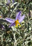 Solanum elaeagnifolium